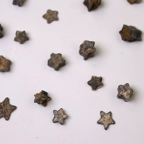 Crinoid Stems Morocco,Crinoid Star fossil Echinoderm Sections Sea Life Specimen - Picture 2 of 18
