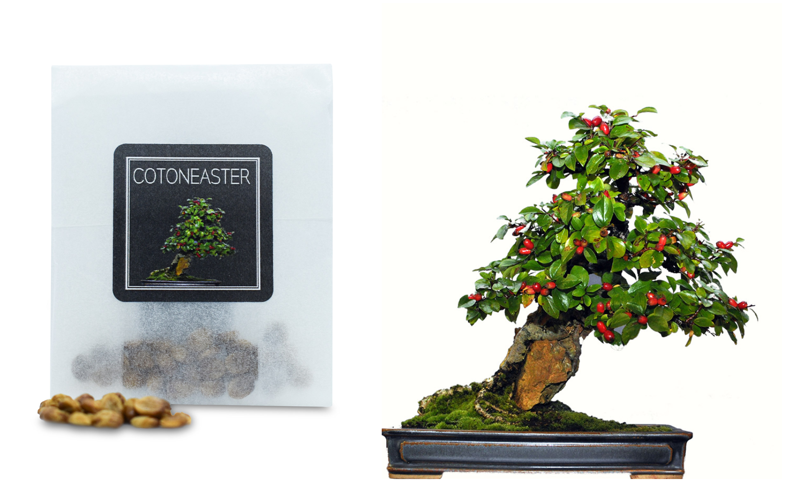 30 Cotoneaster Bonsai Seeds | Grow Your Own Bonsai Tree | Bonsai Beginners Gift