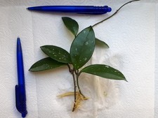 Hoya carnosa 2 bewurzelter Ableger Wachsblume -Porzellanblume