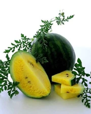 10+ Golden Honey Watermelon Seeds - NON GMO - Heirloom - FRESH