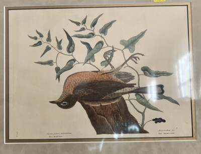 Mark Catesby original hand colored copper engraving 3rd edition. Published 1771.