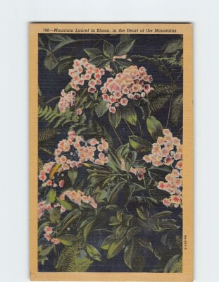 Postcard Mountain Laurel in Bloom in the Heart of the Mountains