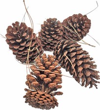 12 Pack Pine Cones 5" - 6" Real All Natural Pinecones in Bulk Unscented Variou