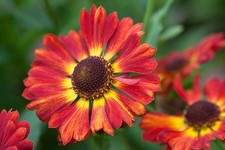 20 X HELENIUM AUTUMNALE SALSA  SEEDS SELF SEEDING  PERENNIAL (RUST/RED)