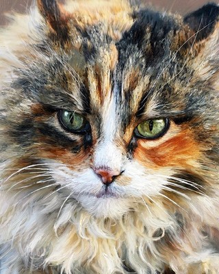 ''Mad Cat'' Cat Portrait 8x10 oil art print. Free Shipping  0236