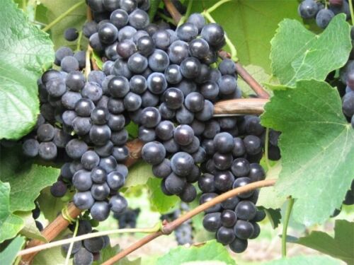 Vite Vitis labrusca Isabella | uva uva da tavola Isabella - Foto 1 di 1