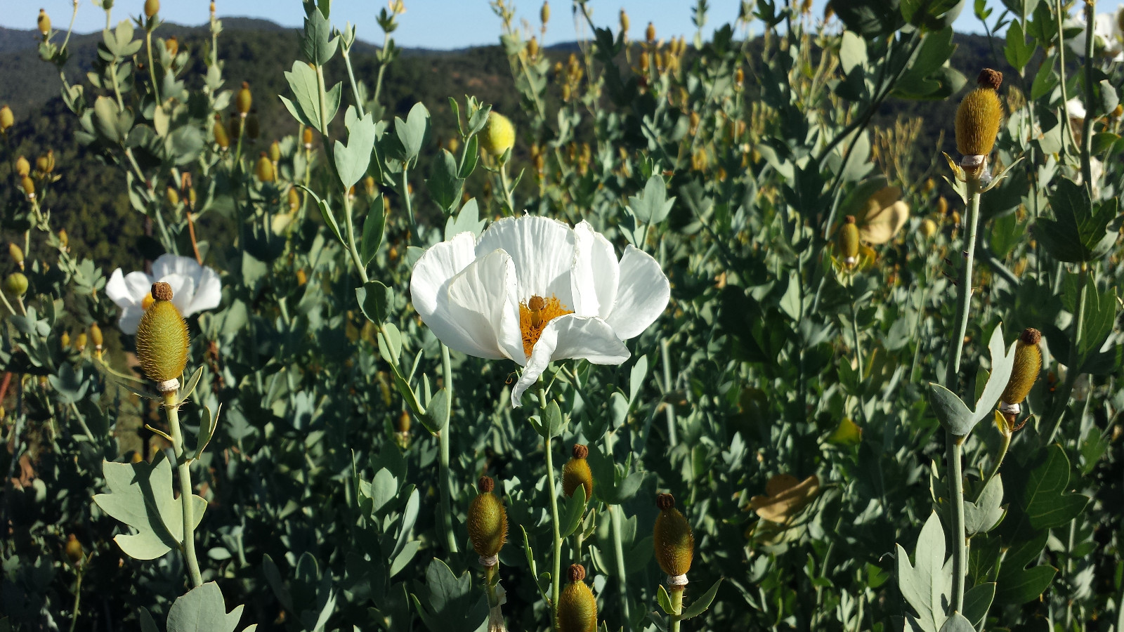 MATILIJA POPPY SEEDS * Romneya coulteri * FRIED EGG PLANT * 100+ Seeds