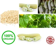 Organic Rare Asian White Wonder Cucumber Seeds NON GMO Heirloom vegetable 50 +