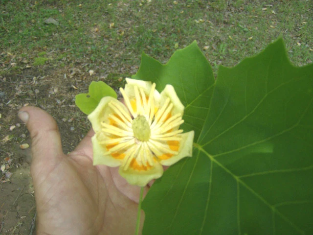 15 TULIP TREE SEEEDS ( Liriodendron tulipifera ) - Image 2 of 4