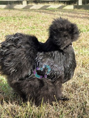 24ct Silkie & Satin Hatching Eggs !Exclusive EBay Only Bogo Dozen Sale!