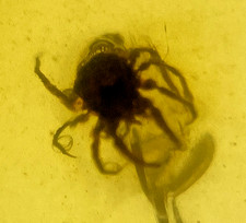 A101 BU3315 Large Mite in Burmese amber Burmite 99mya