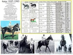 Equine Pedigree Chart