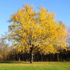 Silver Maple Tree  (Acer Saccharinum) | 3 Bare-root