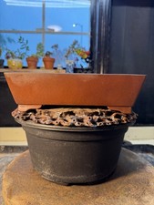 Bonsai pot Tokoname Rectangle Shape Brown Ung...
