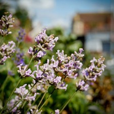 Huile essentielle de lavande Aspic pure et naturelle 10 ml