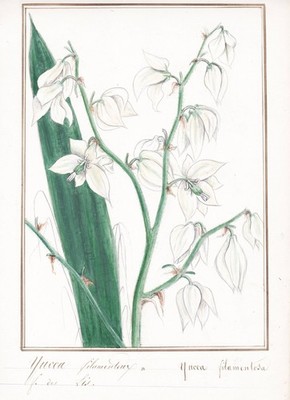 Palmlilie Adam's needle and thread flower Botanik botany Aquarell drawing 1830