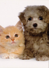 Postal UNIGRAF ** Bolonka Zwetna Puppy & Cat * POSTAL # 3