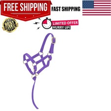 Comfort Fit Miniature Nylon Halter for Horses - Brass Hardware  Removable Strap