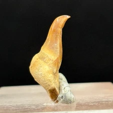 PATHOLOGICAL SHARK TOOTH - Paleogene, Paleocene - Oued Zem - MOROCCO BB05