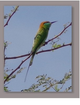 Artographie - Common Birds- Art Print on Satin Paper board print size 11X14