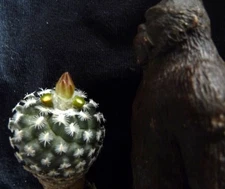 Turbinicarpus X mombergeri succulent cactus