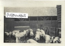 Vintage Old Farming Photograph Lots Pigs Floppy Ears In A Pig Sty On Farm 1920's