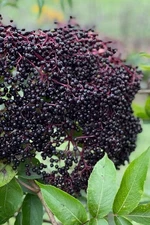 1 - York Elderberry Live Perennial Fruit Plant / 1+ Year Old  