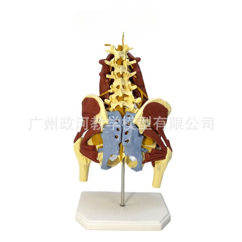 Anatomy Lumbar Vital Muscles Part 11 Pelvic Vertebrae Spine Skeleton Model Disc Falak Tayyeb