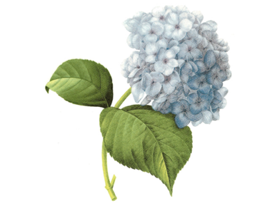 Blue Hydrangea Flowers Overglaze Waterslide Ceramic Decals | eBay