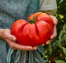 120 Giant Beefsteak Tomato Seeds - HUGE - Heirloom - Organic - NON GMO -- FRESH