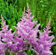1 - ASTILBE AMETHYST Perennial Plant Root * Great for Shade and Woodland Gardens