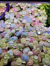 Red Root Floaters 30 leaves