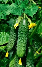Cucumber seёds Skvirsky F1,  40 Cucumber Netherlands organic seeёds-687