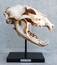 Ebros 11" Wide Replica American Black Bear Skeleton Skull Fossil Resin Figurine