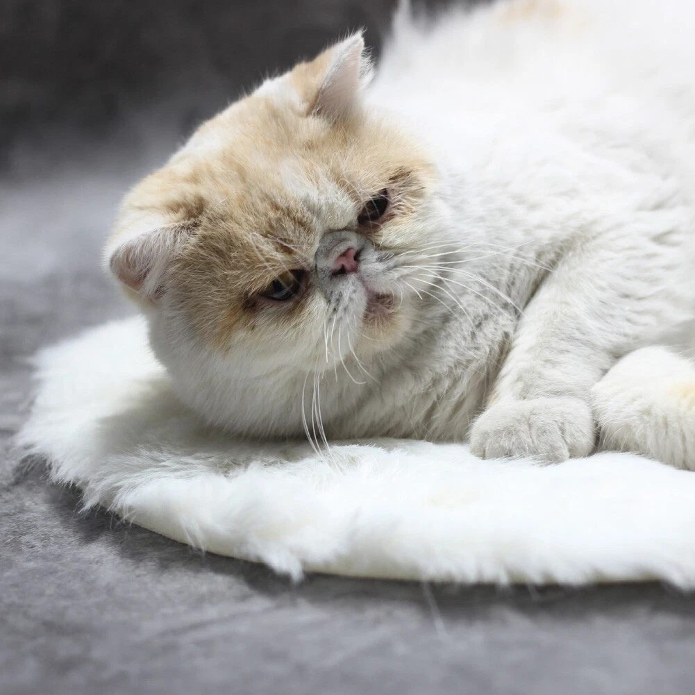 Small Pet Cat Plush Heating Pad Electric Blanket Constant Temperature  Waterp Bet | eBay