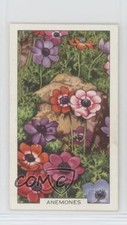 1938 Gallaher Garden Flowers Tobacco Anemones #26 0f3j