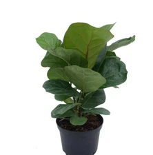 Ficus Lyrata Bush Live Plant Fiddle Leaf Fig Tree 24-27" Tall In 2 Gallon Pot