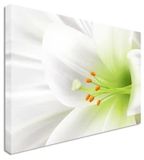 White Lilly Green Heart Flowers Canvas Wall Art Picture Print