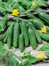 Cucumber se ds, 0,5g Cucumber Lesha F1, organic se ds 232 TRACK