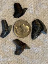 4 Sharp, serrated Fossilized Tiger Shark teeth from SW Florida