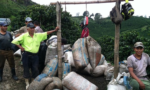 COLOMBIAN SUPREMO COFFEE BEANS MEDIUM ROASTED 2 POUNDS IN 1 POUND BAGS - Picture 15 of 24