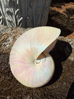 Pearlized Nautilus Seashell Polished Nautilus 5''x4'' Nautical Specimen READ