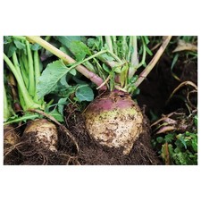 500 Graines Chou Racine Semences paysannes bio Résistante sécheresse Pascal Poot