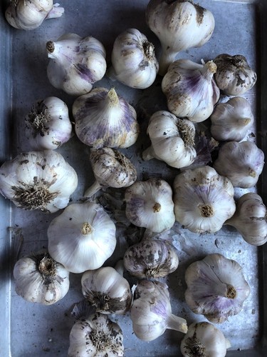 GARLIC Bulbs, Organic, ~6 types hard & soft mixed, Eat / plant - FREE SHIPPING - Picture 5 of 5