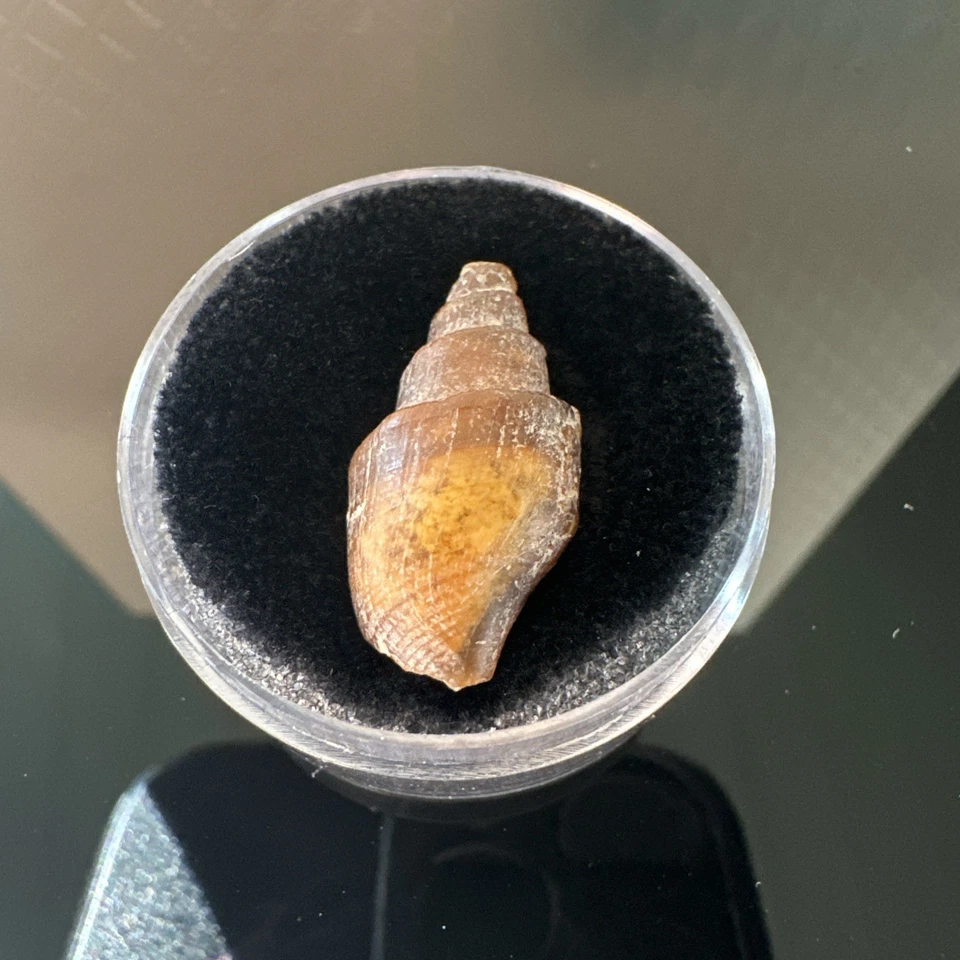 Piedra espiral de ágata, espiritual Swahili Irq حجر حلزوني عقيق عرق السواحل روحاني Foto 3 de 3