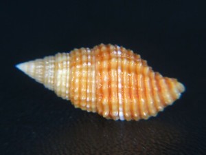MITRA "VEXILLUM" CROCATUM: LARGE ORANGE MITER @ 22.6MM!