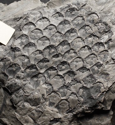 Rare fossil plant lycopod species Lepidodendron oculus felis extinct scale tree
