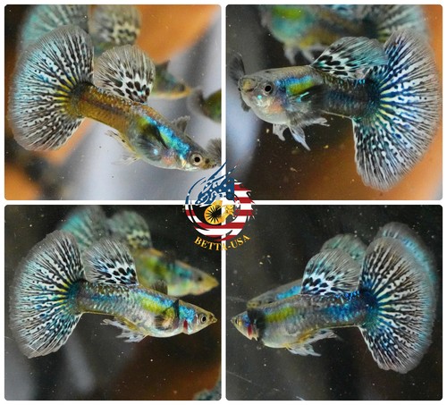 Live Aquarium Guppy Fish - Green Dragon Breeding Trio (USA Seller) 8 thumbnail image