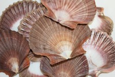 20-MEXICAN FLAT SEASHELLS,Beach Decor,Coastal Accents,Gifts,Bath Decor,SS-180