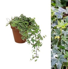 Hedera Helix White Ivy Plant in 15cm Terracotta Pot - English Ivy Gardening Gift